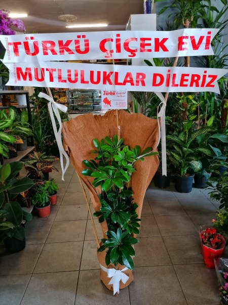 DÜĞÜN ÇİÇEĞİ
