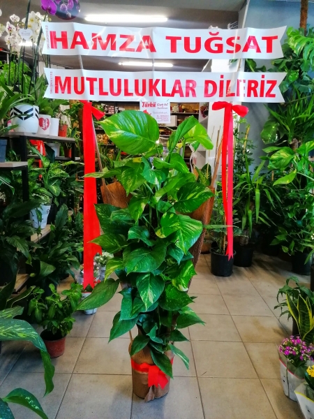 PATOS SARMAŞIĞI (HAYIRLI OLSUN ÇİÇEĞİ)